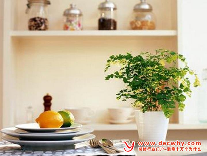 绿色≠健康 室内植物健康摆放法则